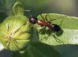 A field ant, Formica sp